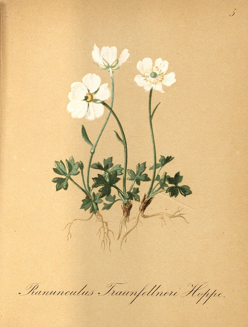 Renoncule alpestre