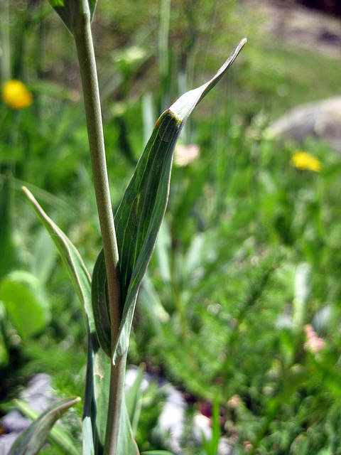 Renoncule à feuilles embrassantes (Ranunculus amplexicaulis)