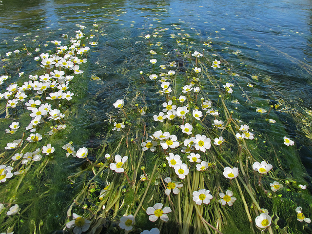 Renoncule aquatique