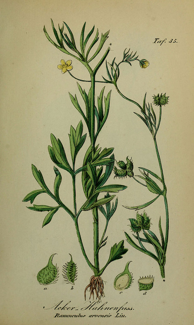 Renoncule des champs