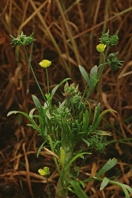 Renoncule des champs