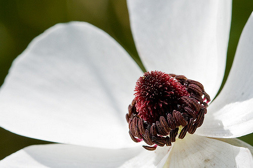 Renoncule des fleuristes