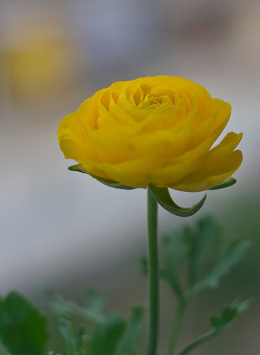 Renoncule des fleuristes