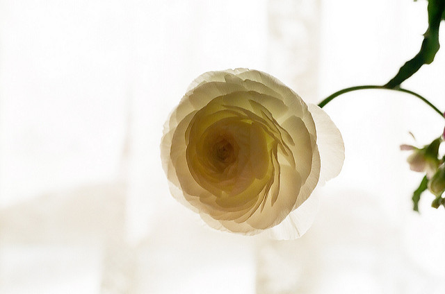 Renoncule des fleuristes