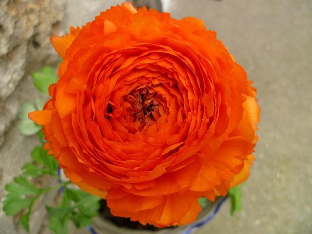 Renoncule des fleuristes