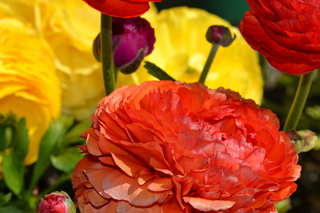 Renoncule des fleuristes