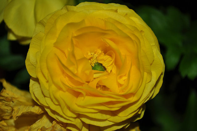 Renoncule des fleuristes (Ranunculus asiaticus)