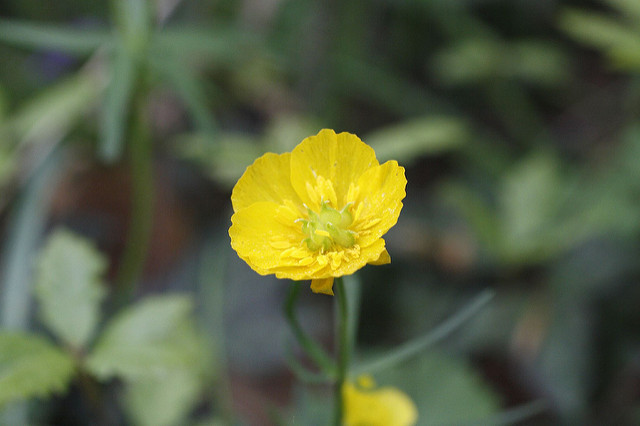 Ranunculus auricomus
