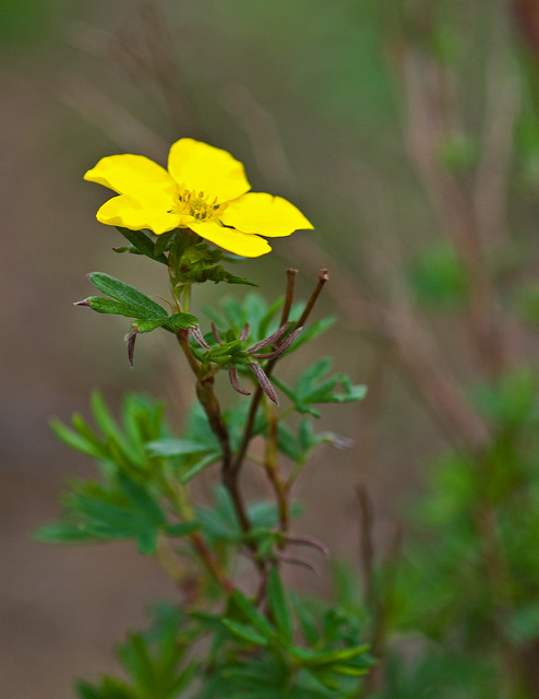 Ranunculus auricomus