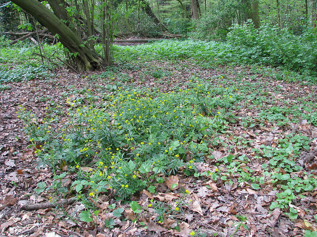 Ranunculus auricomus