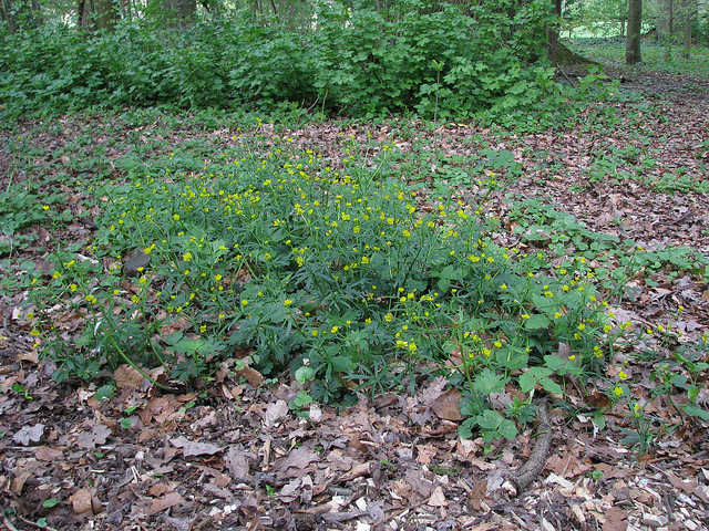 Ranunculus auricomus