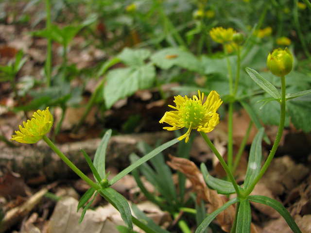 Ranunculus auricomus