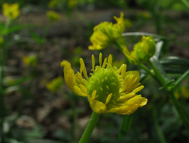 Ranunculus auricomus (Ranunculus auricomus)