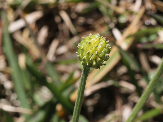 Rave de saint antoine (Ranunculus bulbosus)