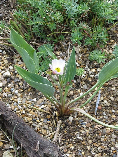 Ranunculus calandrinioides