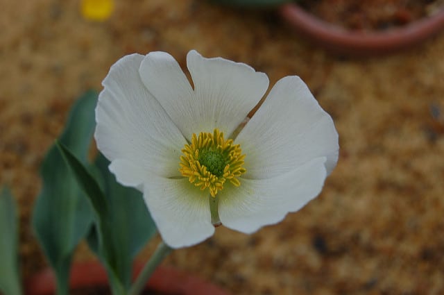 Ranunculus calandrinioides