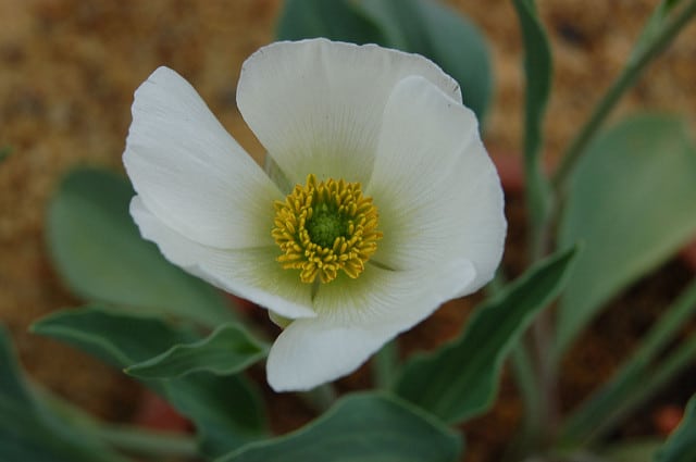 Ranunculus calandrinioides (Ranunculus calandrinioides)