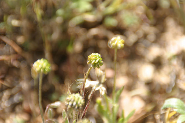 Ranunculus californicus
