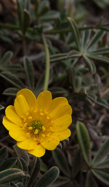 Ranunculus californicus