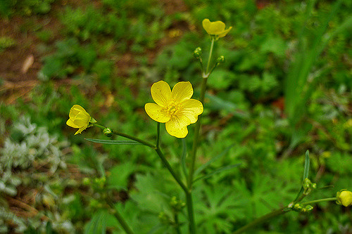 Ranunculus californicus