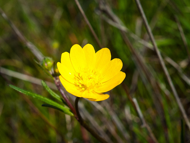 Ranunculus californicus