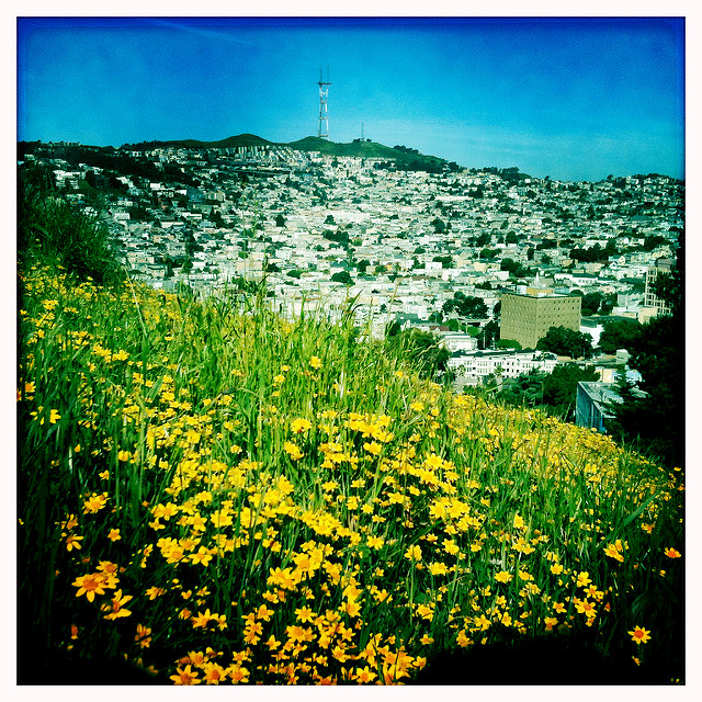 Ranunculus californicus