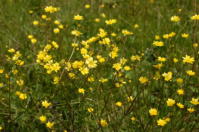 Ranunculus californicus (Ranunculus californicus)