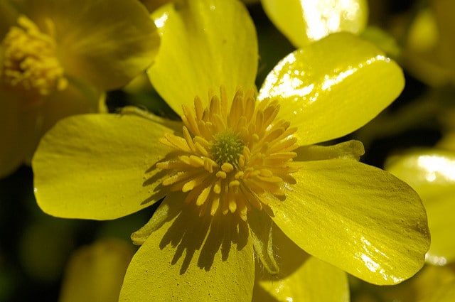 Ranunculus cortusifolius (Ranunculus cortusifolius)