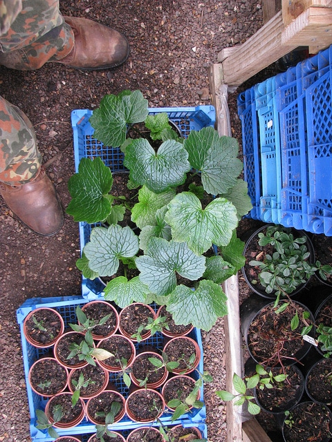 Ranunculus cortusifolius
