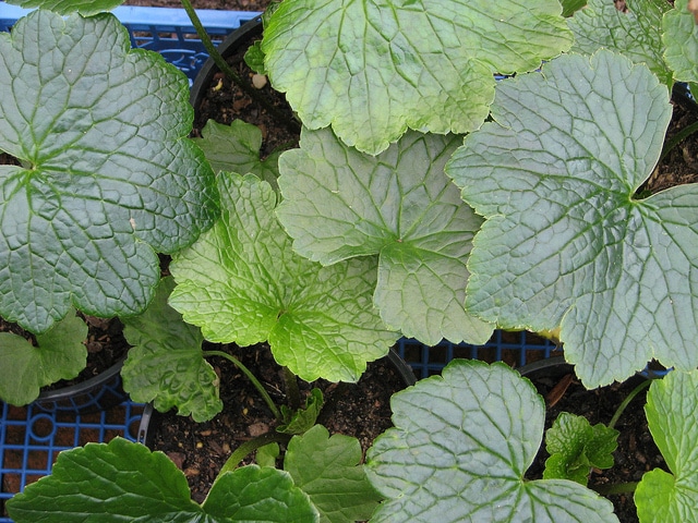 Ranunculus cortusifolius