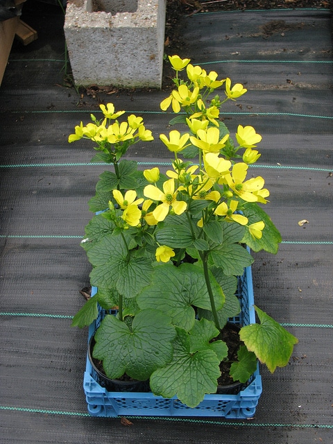 Ranunculus cortusifolius