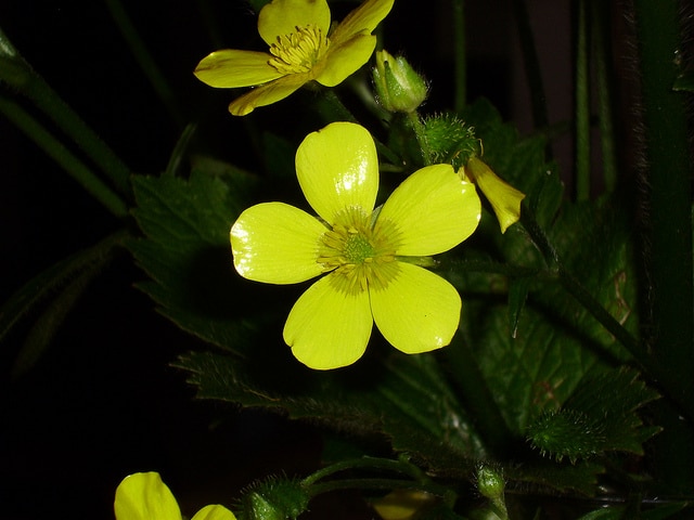Ranunculus cortusifolius