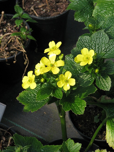 Ranunculus cortusifolius