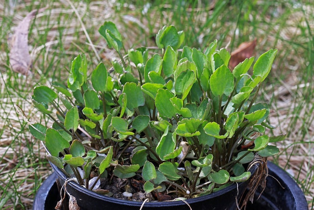 Ranunculus cymbalaria