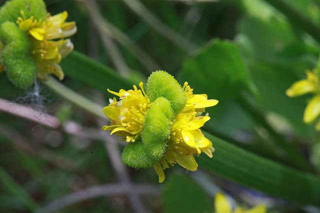 Ranunculus cymbalaria