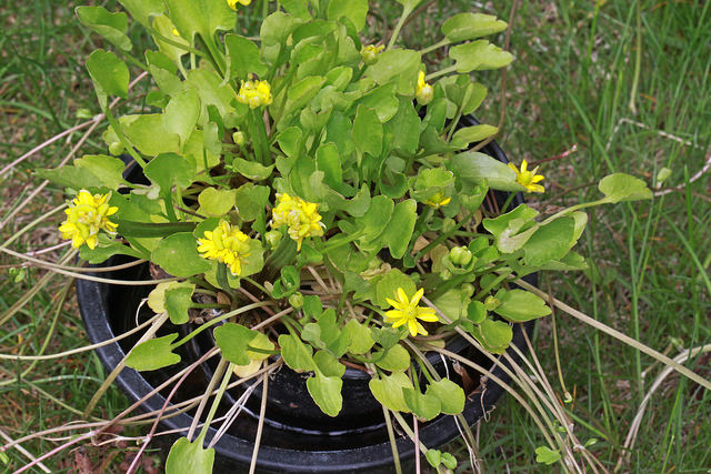 Ranunculus cymbalaria