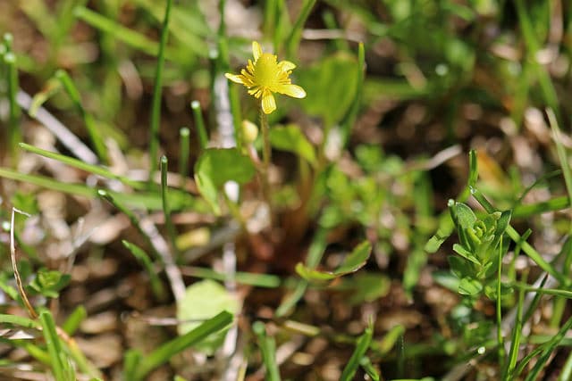 Ranunculus cymbalaria