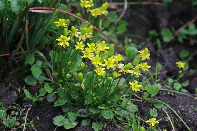 Ranunculus cymbalaria