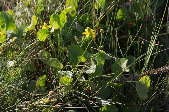 Ranunculus cymbalaria (Ranunculus cymbalaria)
