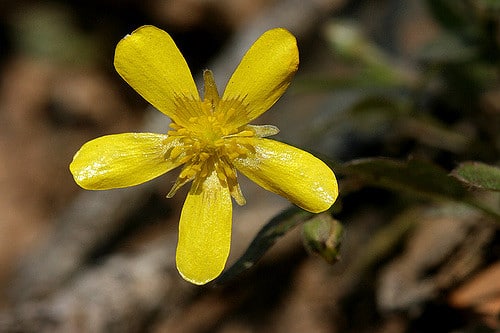 Ranunculus fascicularis