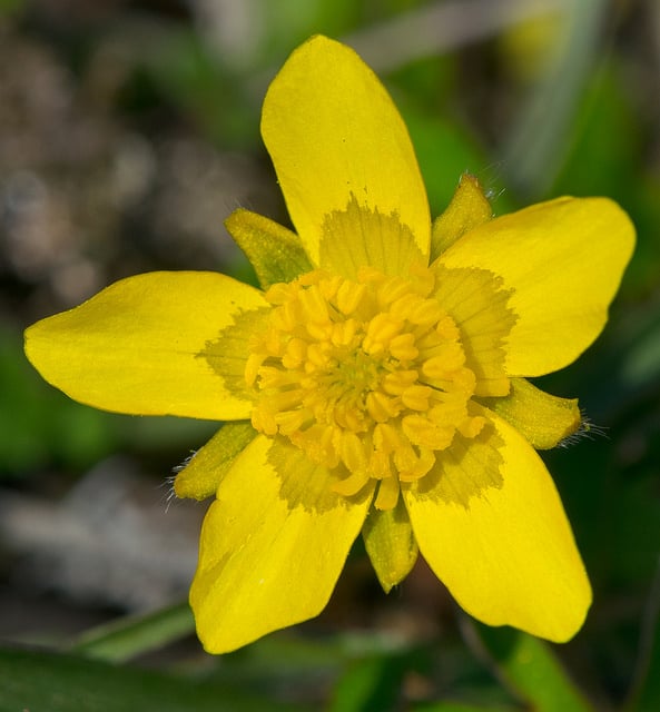 Ranunculus fascicularis
