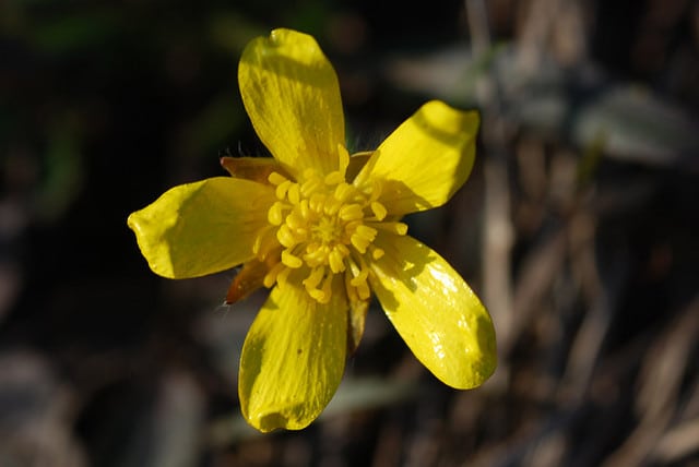 Ranunculus fascicularis
