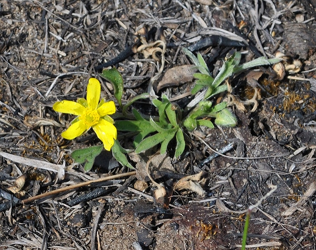 Ranunculus fascicularis