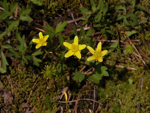 Ranunculus fascicularis