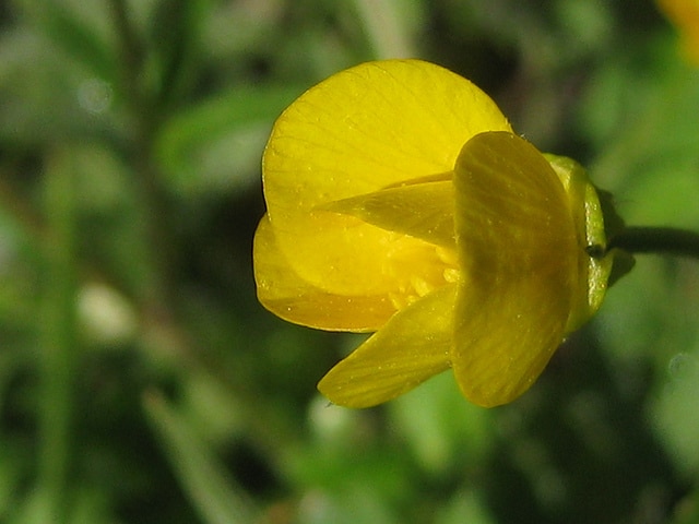 Ranunculus fascicularis (Ranunculus fascicularis)