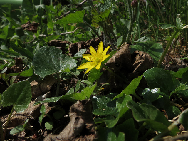 Ficaire (Ranunculus ficaria)