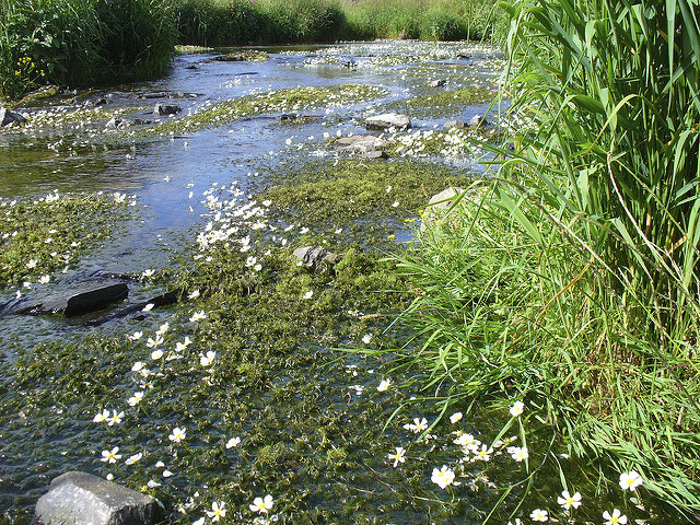 Renoncule des rivières