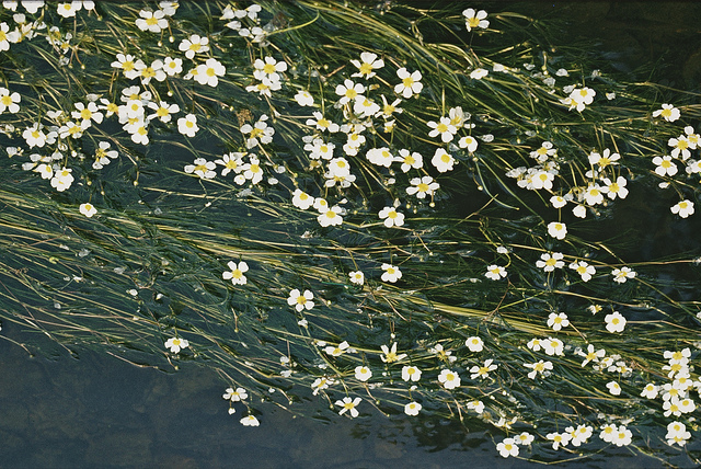 Renoncule des rivières (Ranunculus fluitans)