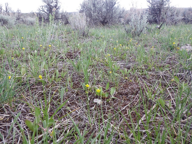 Ranunculus glaberrimus