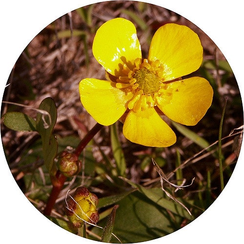 Ranunculus glaberrimus